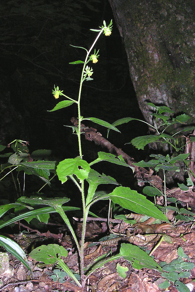 Plant Illustration Details