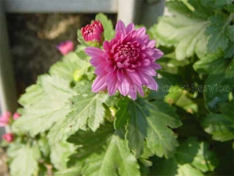 Chrysanthemum morifolium Ramat.