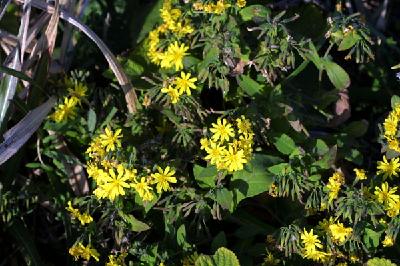 Crepidiastrum lanceolatum (Houtt.) Nakai