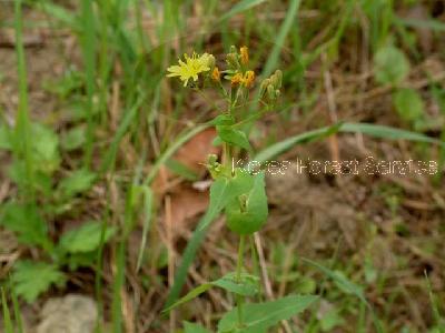 고들빼기(Crepidiastrum sonchifolium (Bunge) J.H.Pak & Kawano)