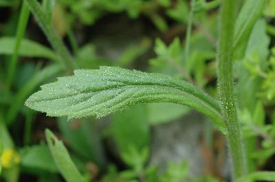 Plant Illustration Details