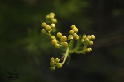 Plant Illustration Details