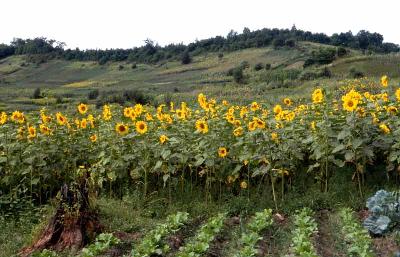 해바라기(Helianthus annuus L.)