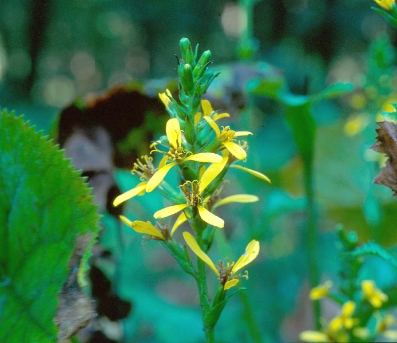 Ligularia stenocephala (Maxim.) Matsum. & Koidz.