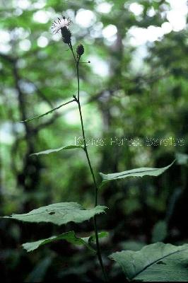 Plant Illustration Details