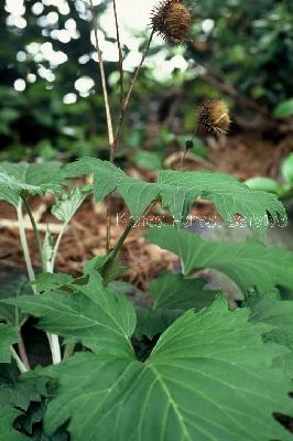 Plant Illustration Details