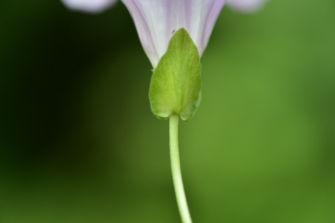 Plant Illustration Details