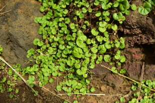 Plant Illustration Details