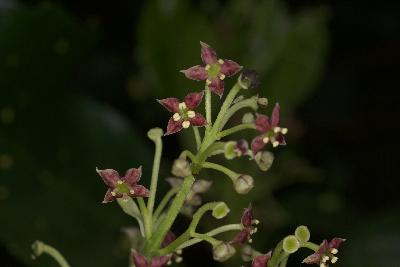 Plant Illustration Details