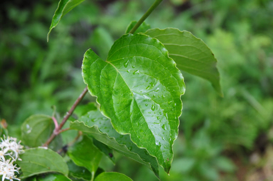 Plant Illustration Details