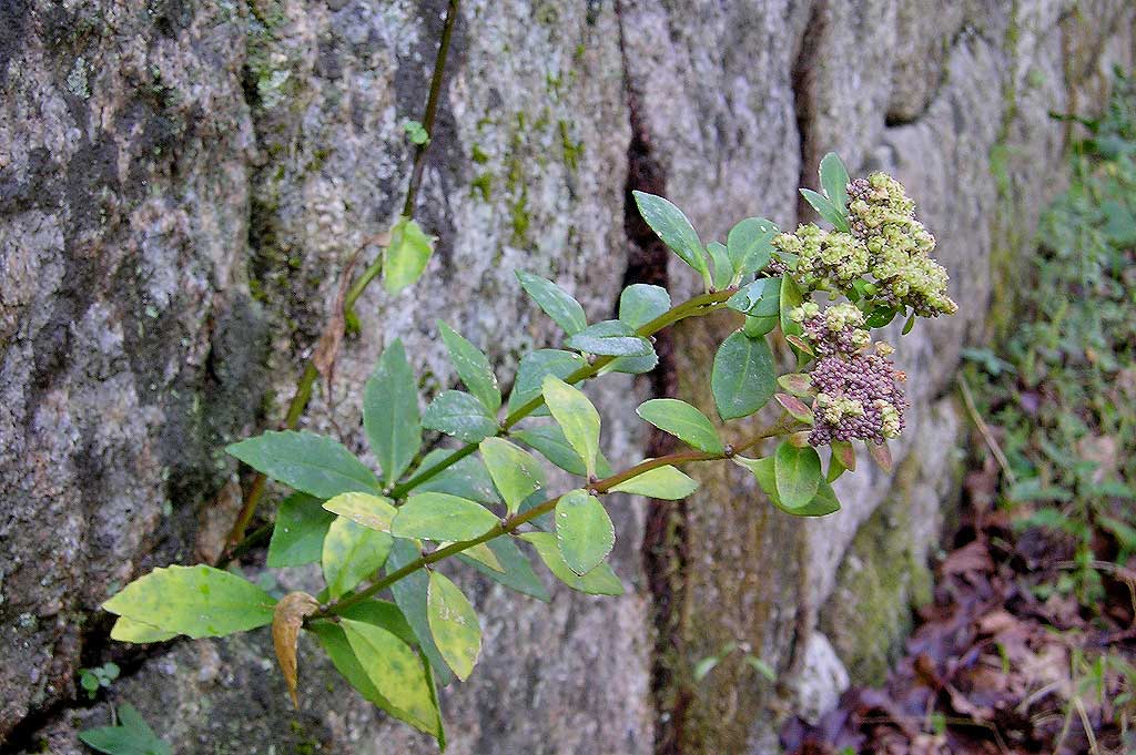 Plant Illustration Details