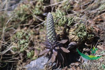 Plant Illustration Details