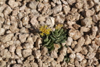 Plant Illustration Details