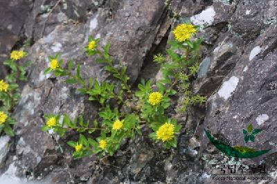 기린초(Phedimus aizoon (L.) 't Hart var. floribundus H.Ohba)