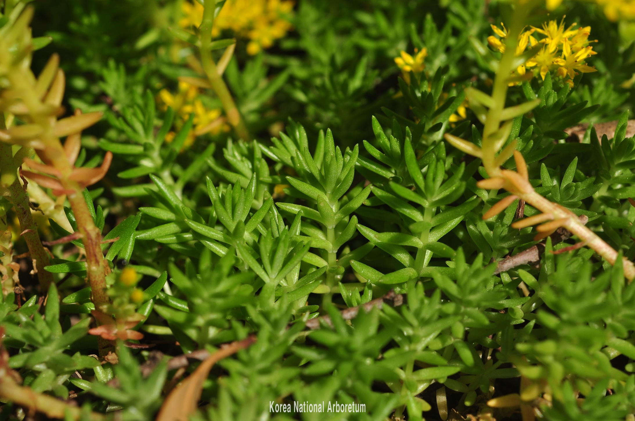 Plant Illustration Details