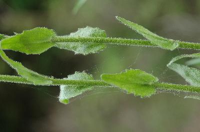 Plant Illustration Details