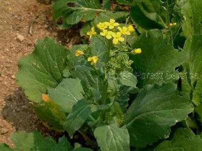 양배추(Brassica oleracea var. capitata L.)