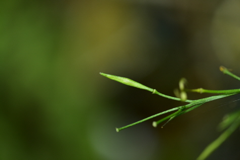 Plant Illustration Details