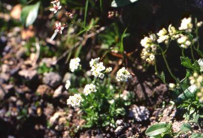 Plant Illustration Details