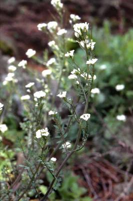 황새냉이(Cardamine flexuosa With.)