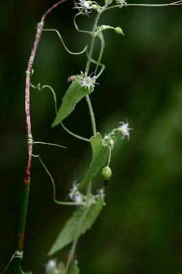 Plant Illustration Details