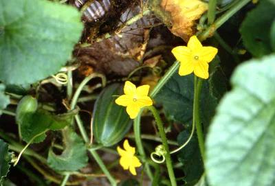 참외(Cucumis melo L.)