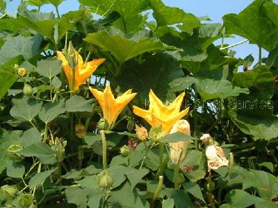 호박(Cucurbita moschata Duchesne)