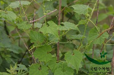 Plant Illustration Details