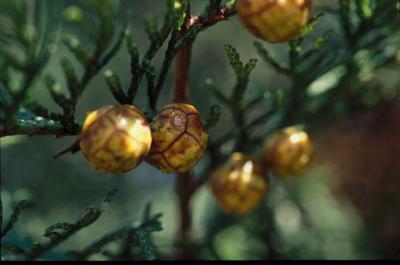 Chamaecyparis obtusa (Siebold & Zucc.) Endl.