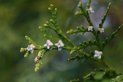 화백(Chamaecyparis pisifera (Siebold & Zucc.) Endl.)