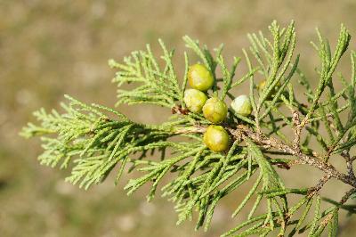 향나무(Juniperus chinensis L.)