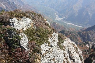 눈향나무(Juniperus chinensis L. var. sargentii A.Henry)