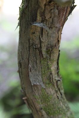 섬향나무(Juniperus chinensis L. var. procumbens Siebold ex Endl.)