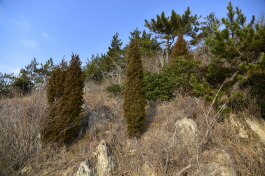 노간주나무(Juniperus rigida Siebold & Zucc.)