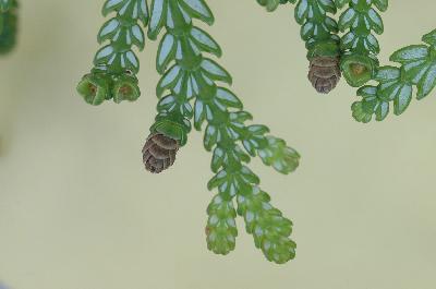 Plant Illustration Details