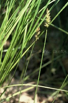 Plant Illustration Details