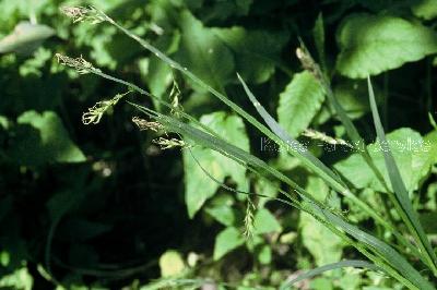 Plant Illustration Details