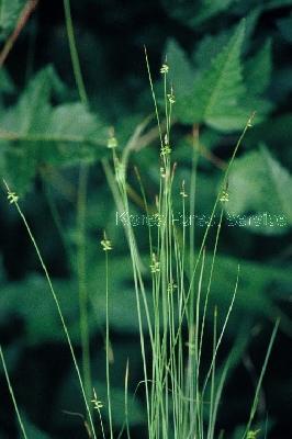 Plant Illustration Details