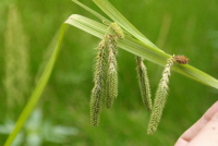 Plant Illustration Details