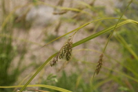 Plant Illustration Details