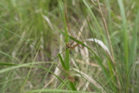 Plant Illustration Details