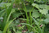 Plant Illustration Details