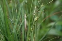 Plant Illustration Details