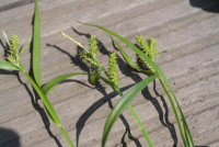 Plant Illustration Details