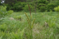 Plant Illustration Details