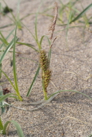 Plant Illustration Details