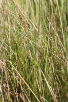 Plant Illustration Details