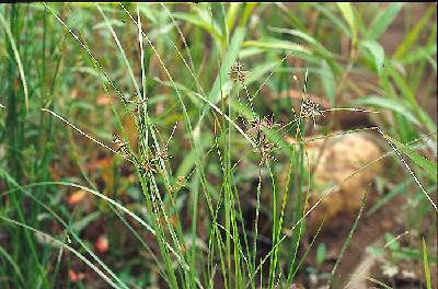 Plant Illustration Details