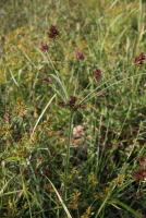 Plant Illustration Details