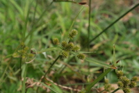 Plant Illustration Details